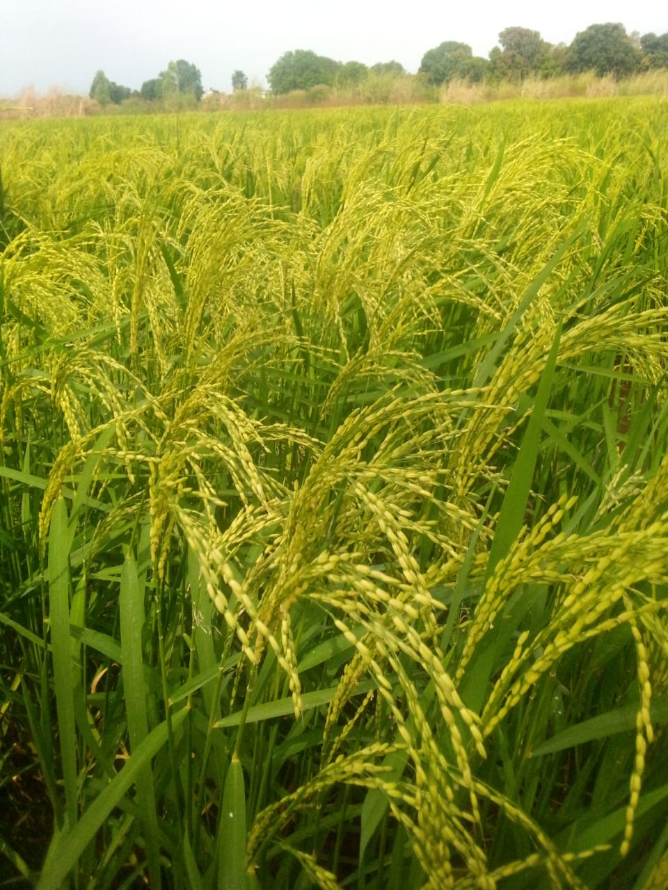 Riz