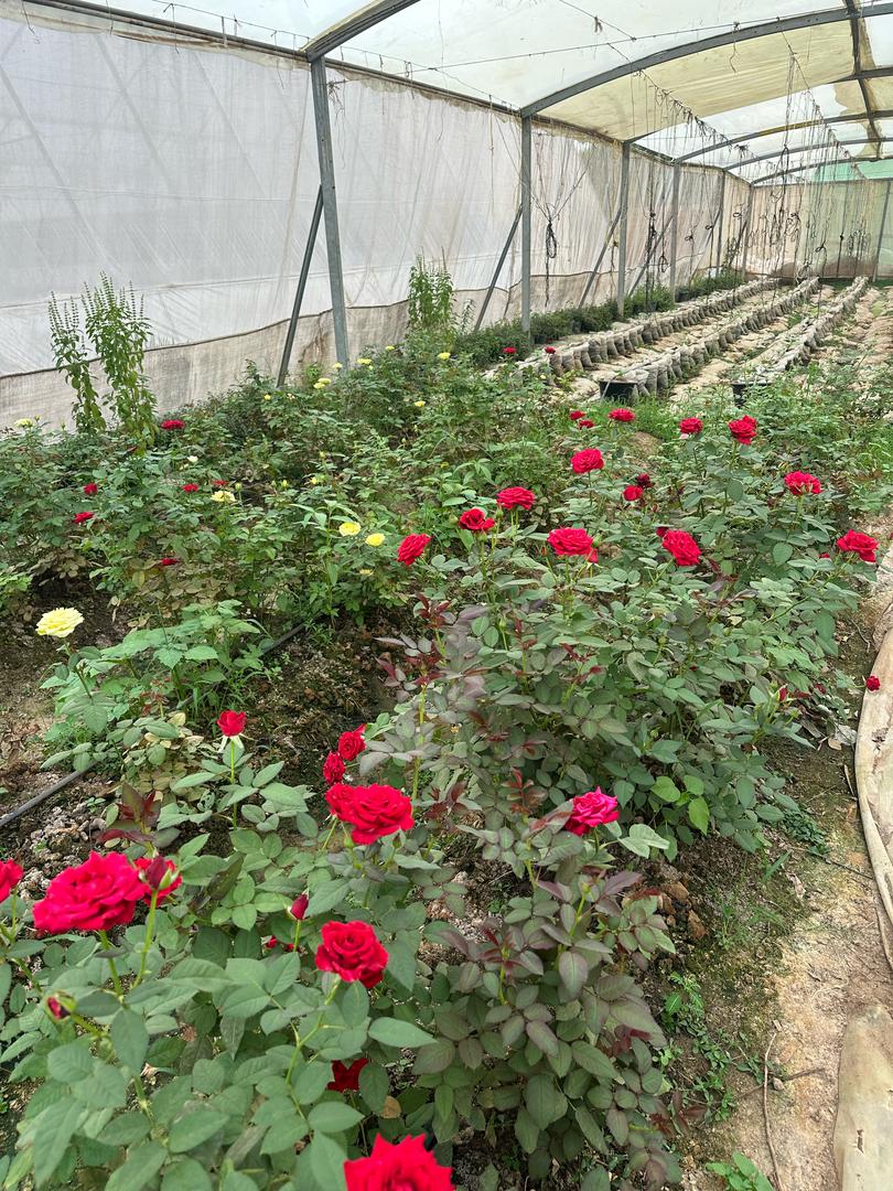 Roses 1